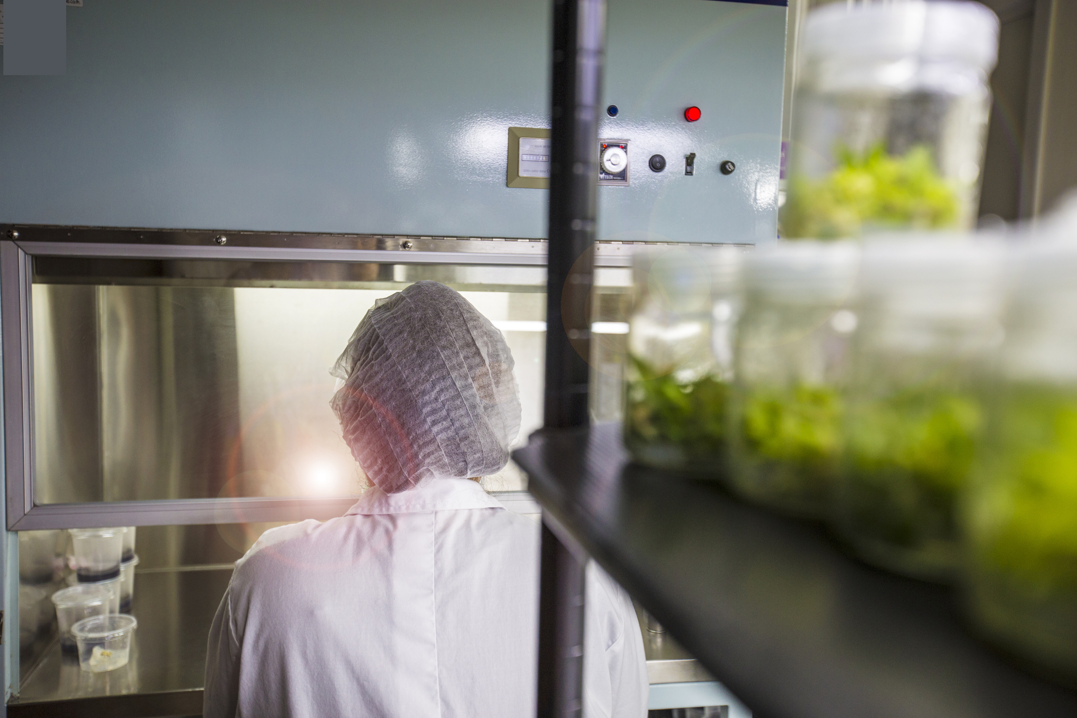 Tissue culture or plant culture are agriculture industry. Researcher use tissue growth in bottle. this technique increases a lot of plant in the same time.